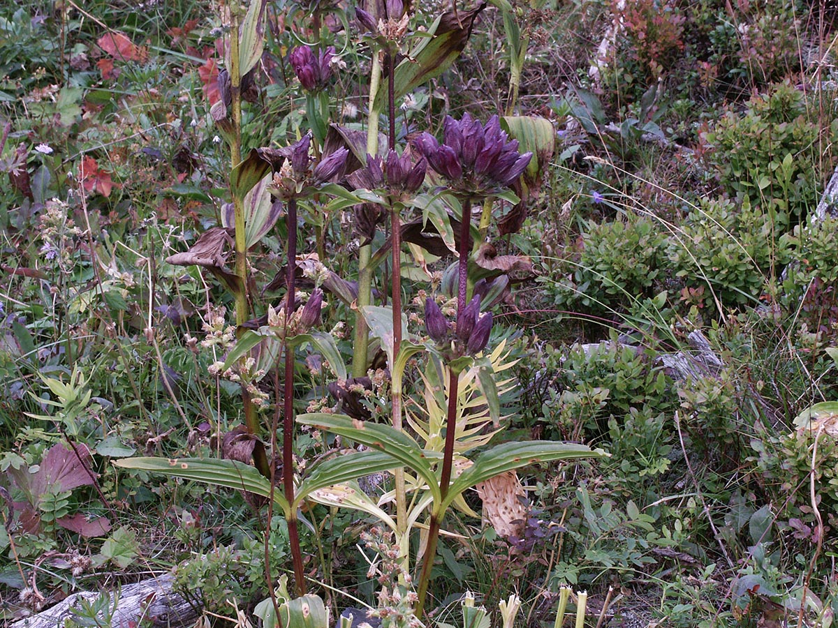 Gentiana pannonica