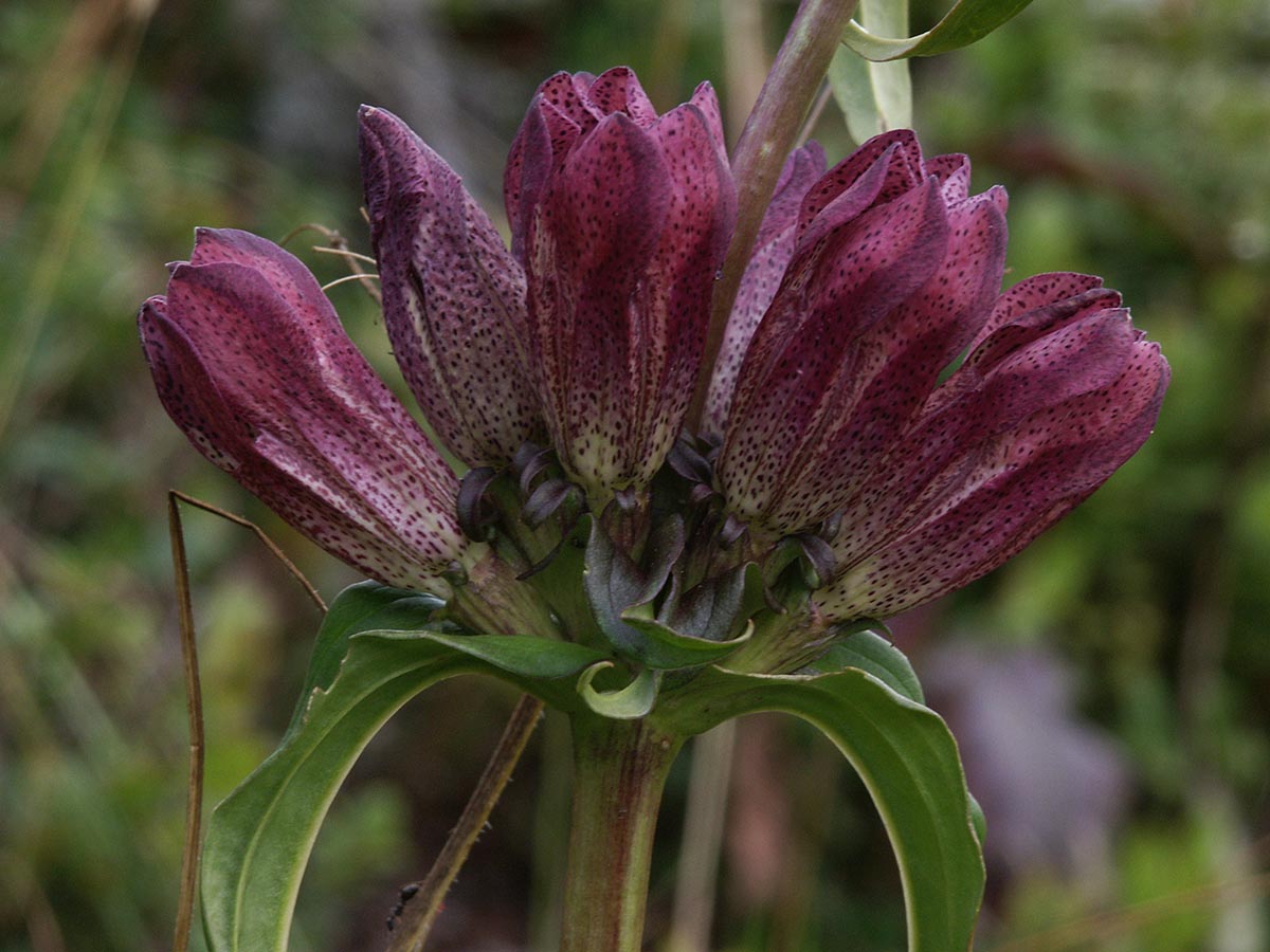 Gentiana pannonica