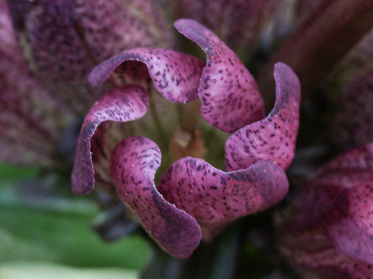 Gentiana pannonica