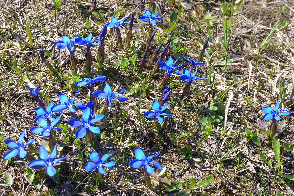 Gentiana verna