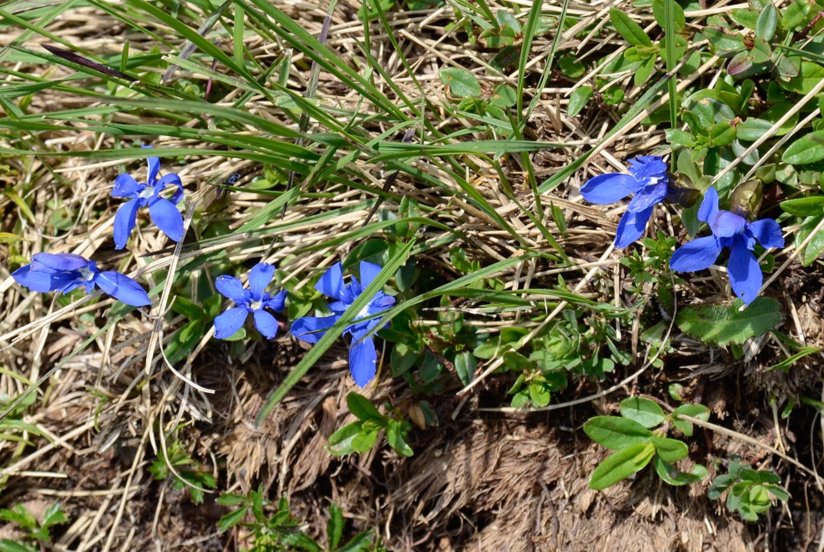 Gentiana verna