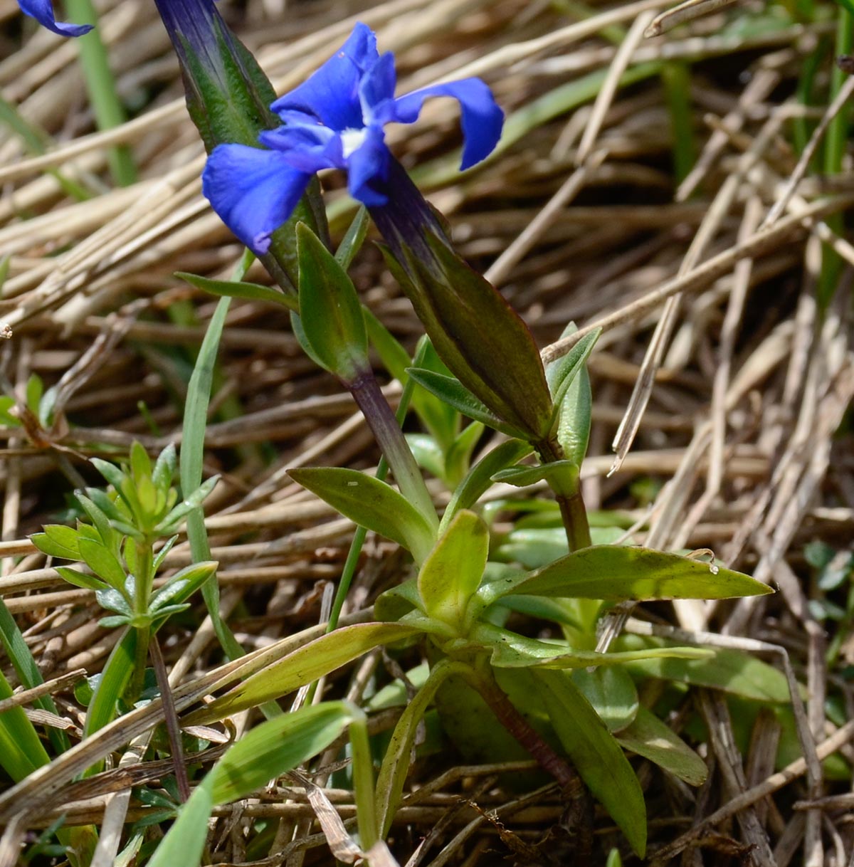 Gentiana verna