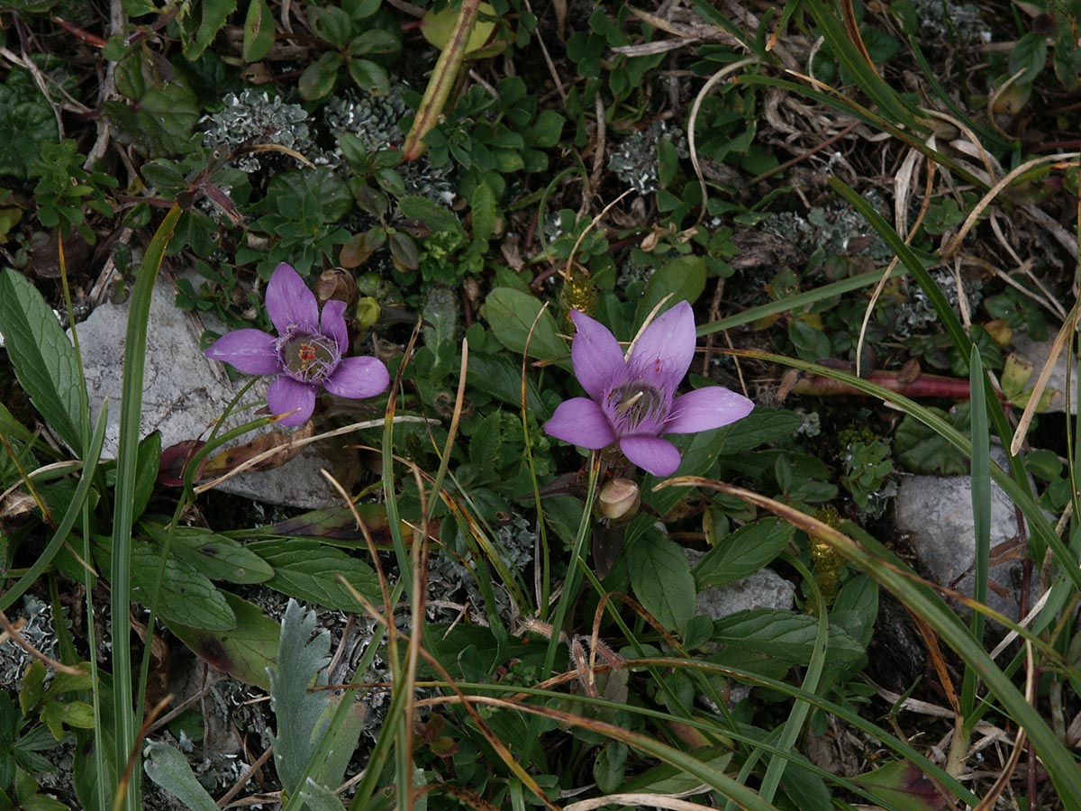 Gentianella aspera