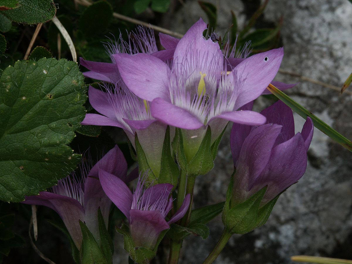 Gentianella aspera