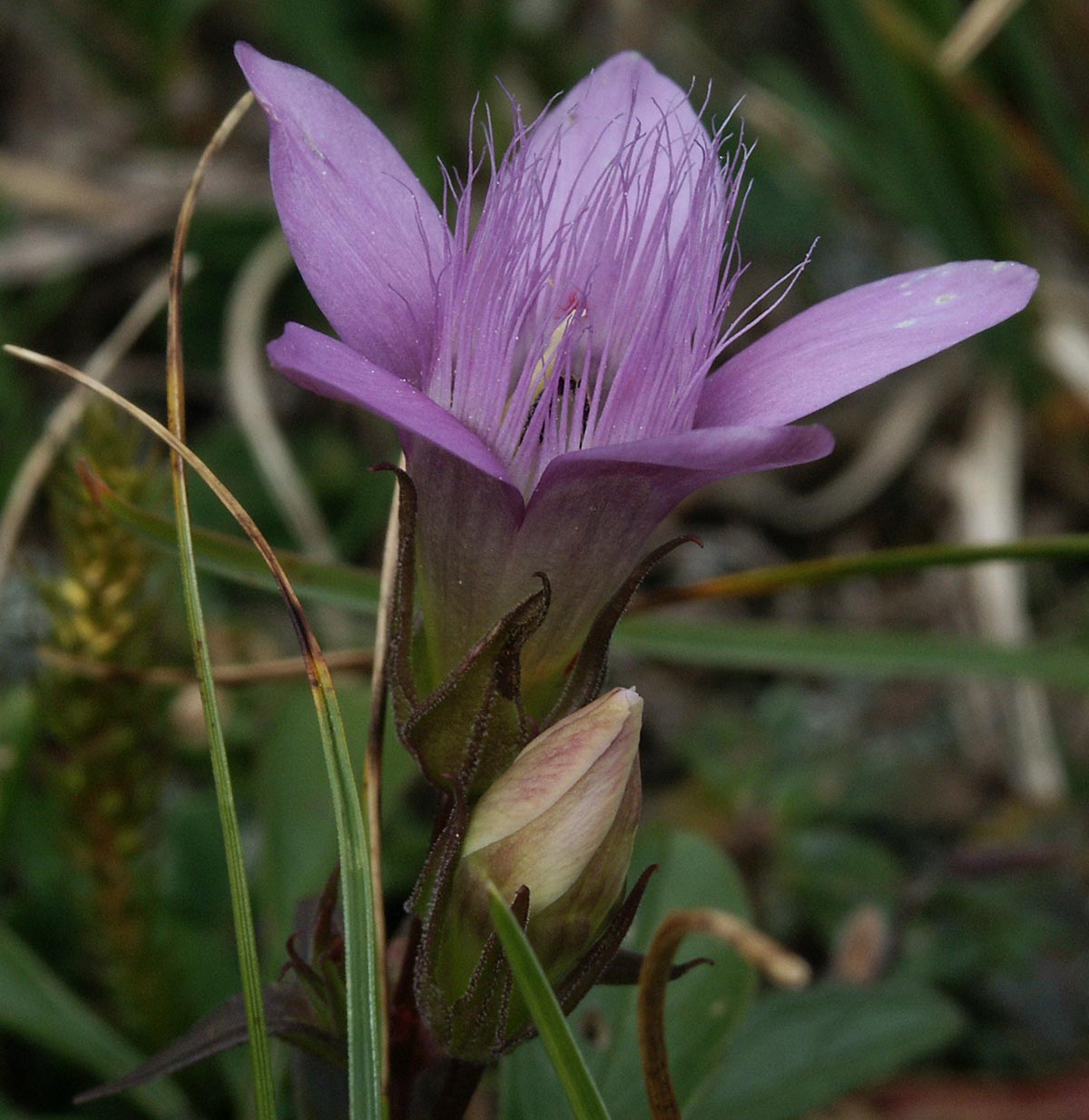 Gentianella aspera