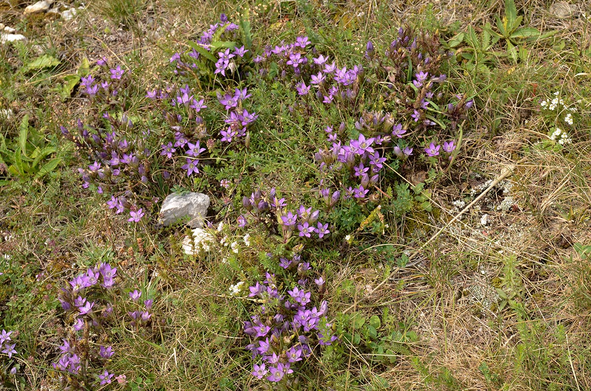 Gentianella aspera