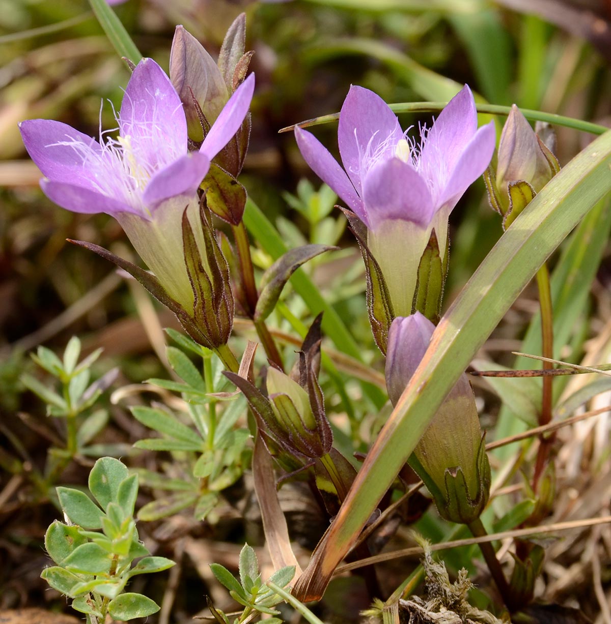 Gentianella aspera