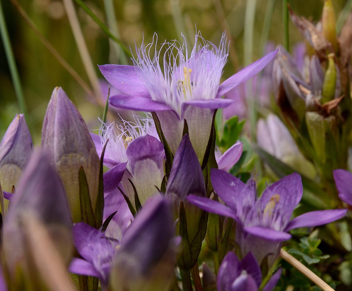 Gentianella aspera