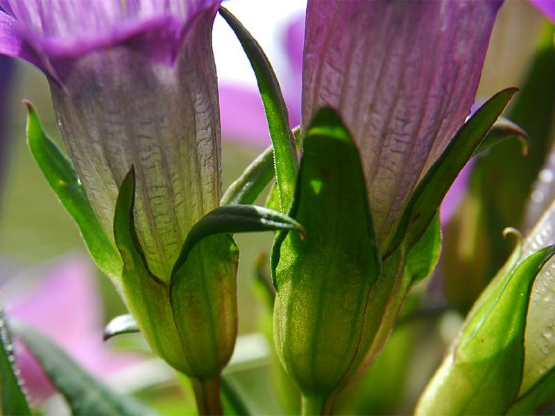 Gentianella sp.