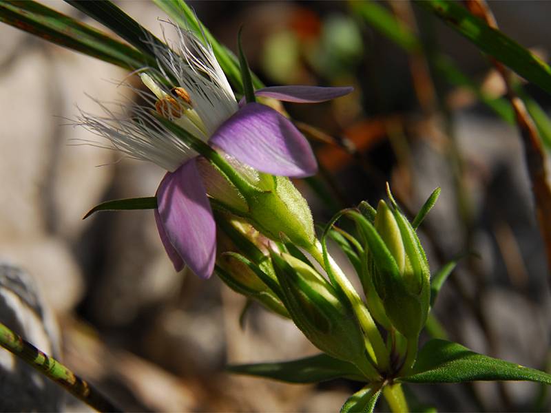 Gentianella sp.