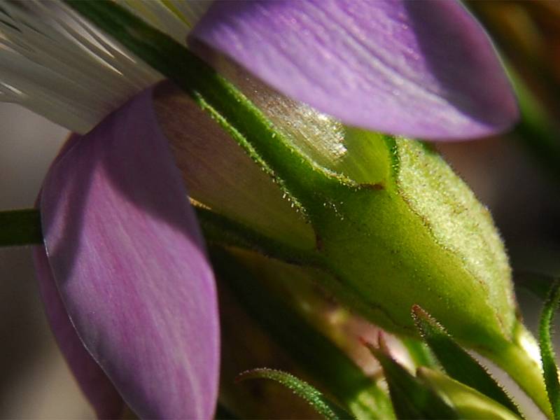 Gentianella sp.