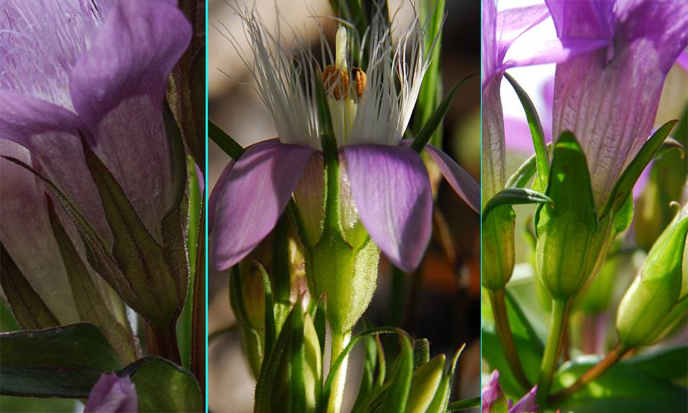 Gentianella sp.