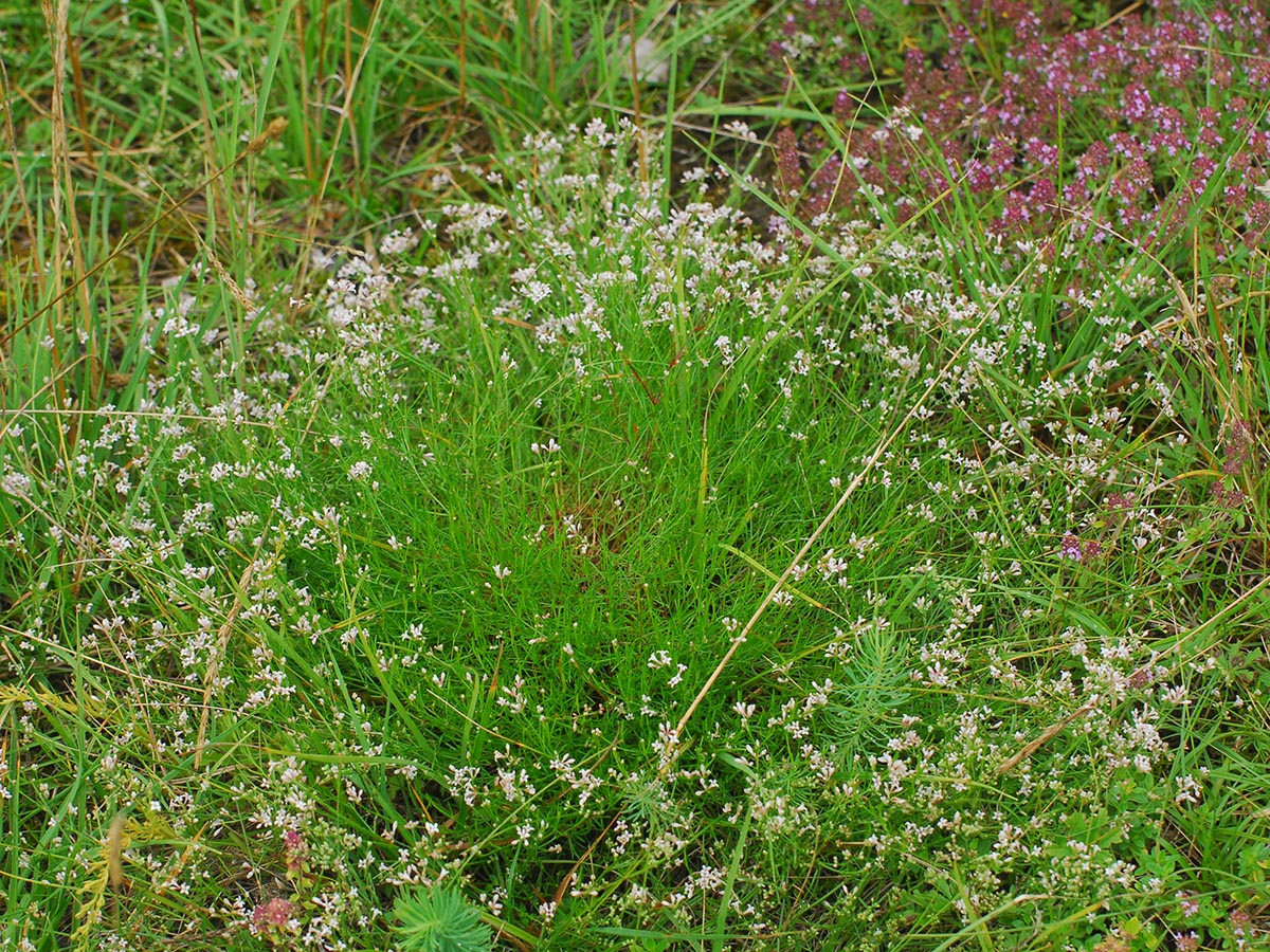 Asperula cynanchica