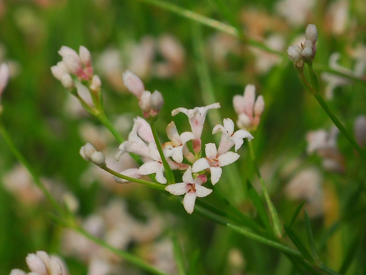 Asperula cynanchica