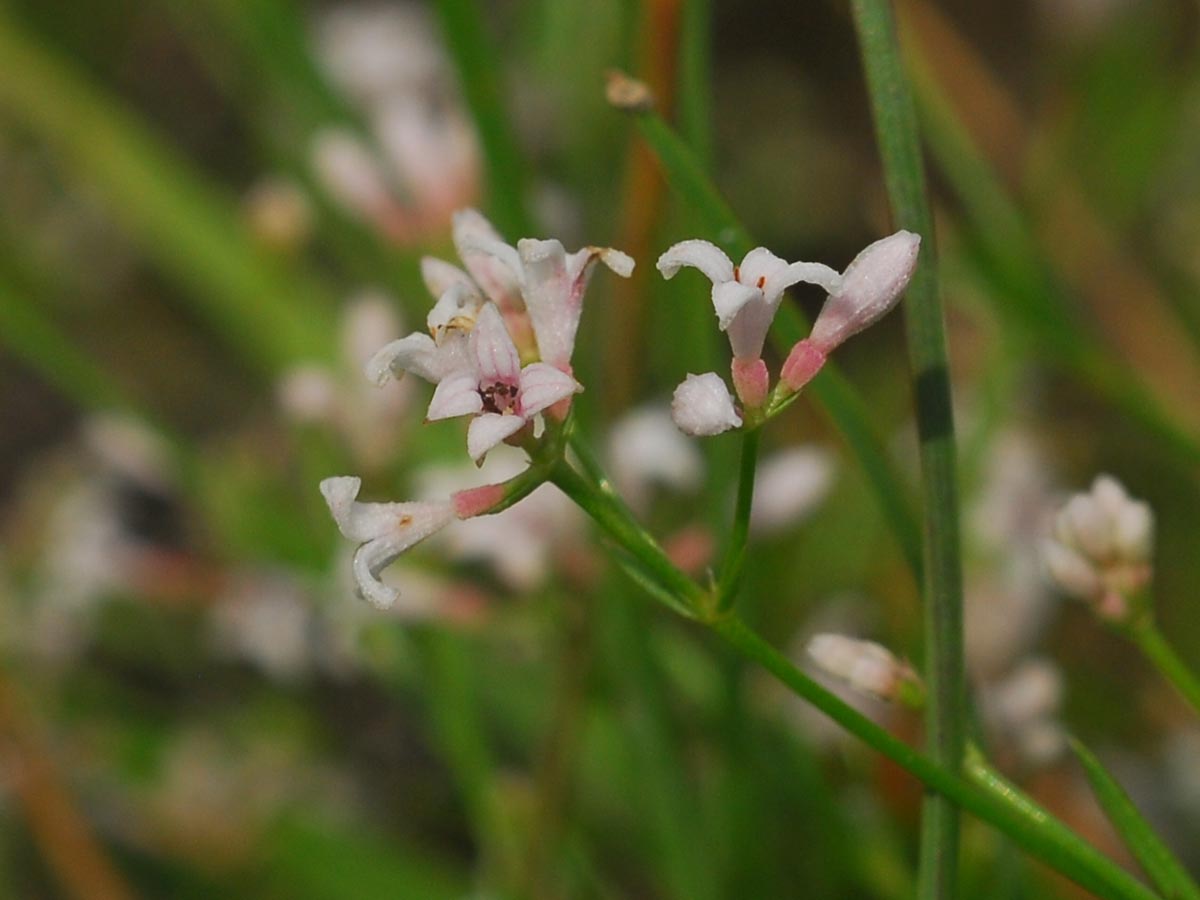 Asperula cynanchica