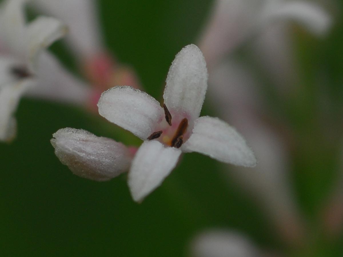 Asperula cynanchica