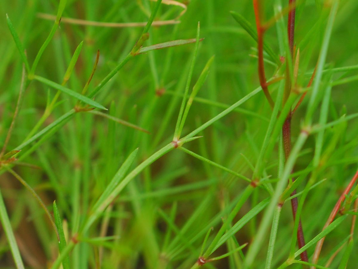 Asperula cynanchica