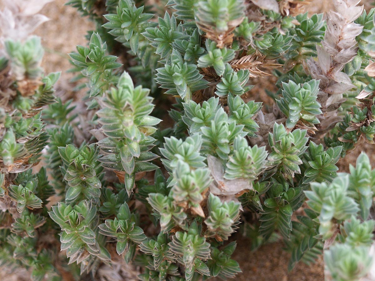 Crucianella maritima