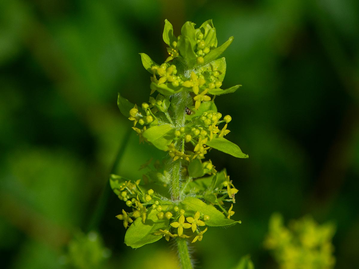 Cruciata laevipes