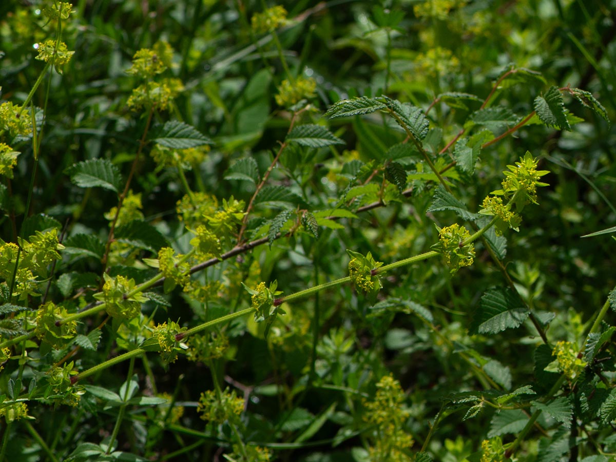 Cruciata laevipes