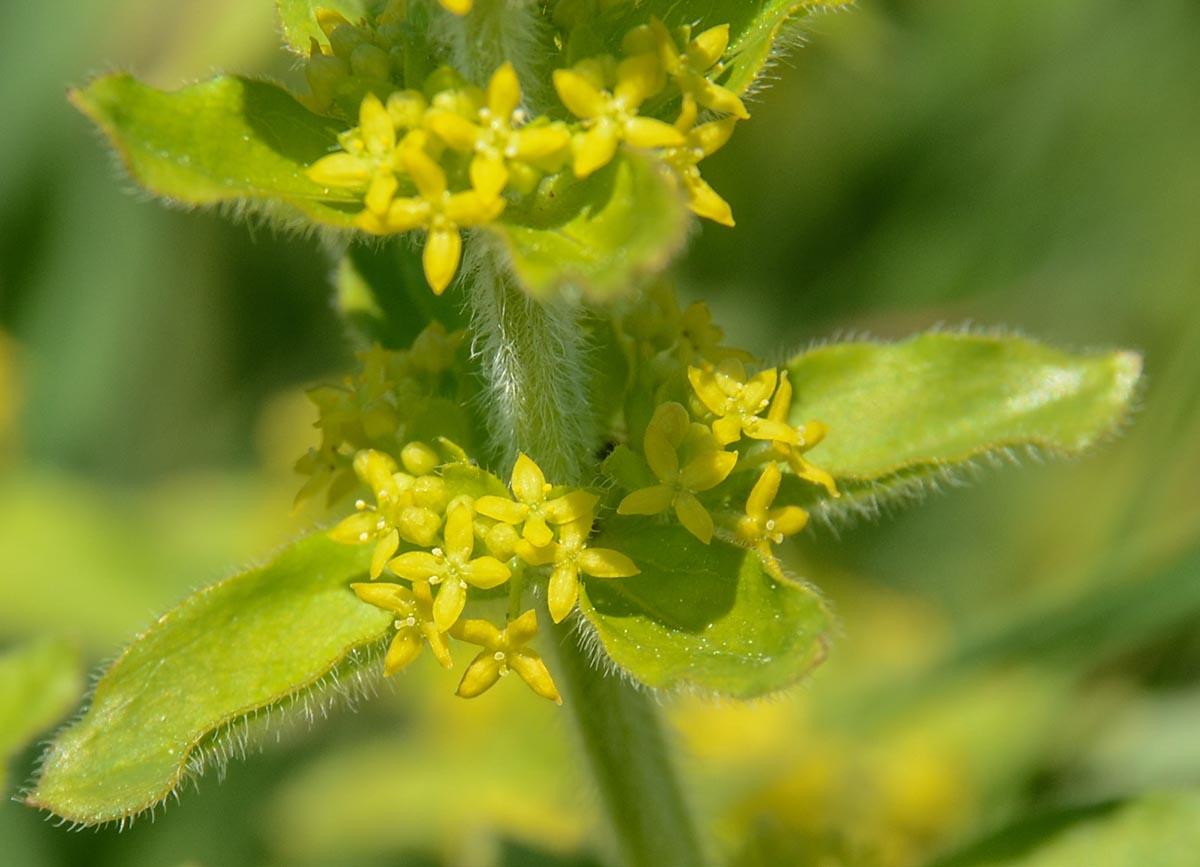 Cruciata laevipes