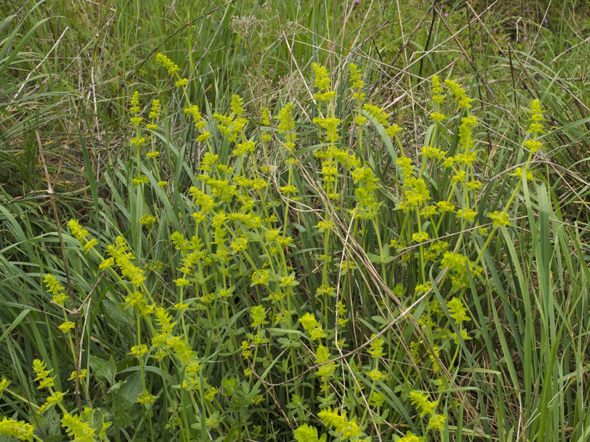 Cruciata laevipes