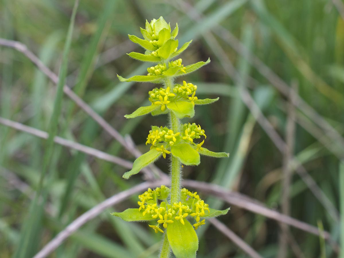 Cruciata laevipes