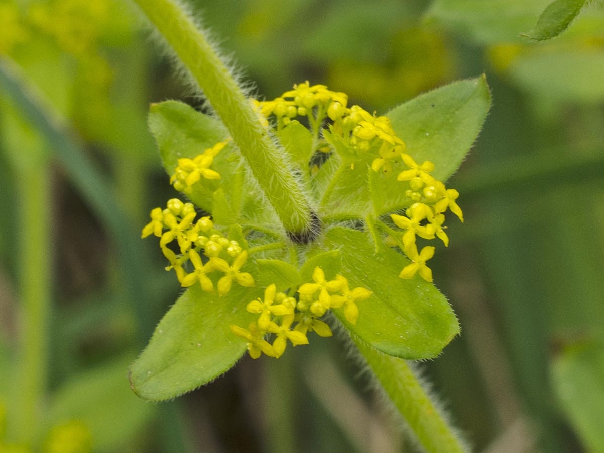 Cruciata laevipes