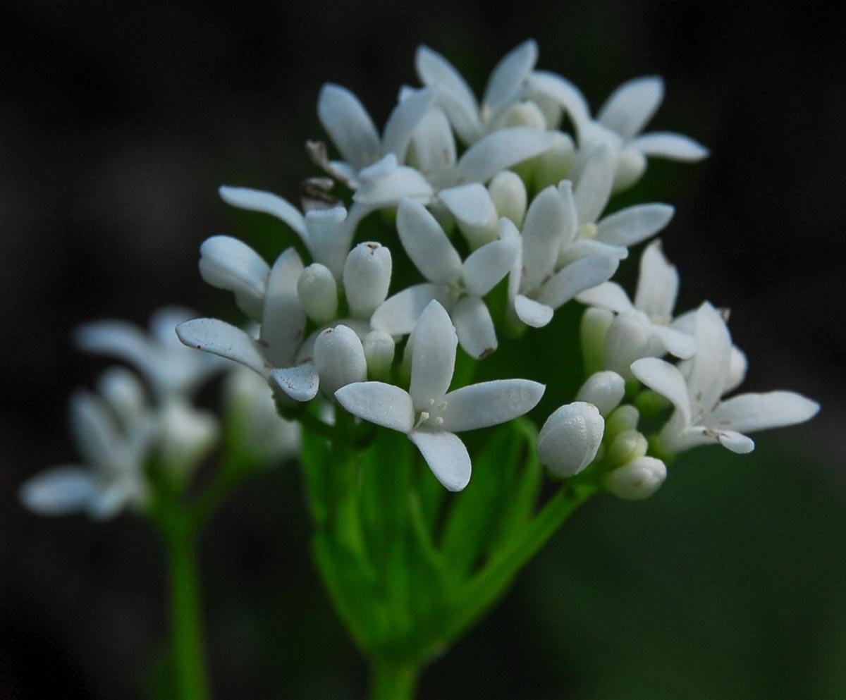 Galium odoratum