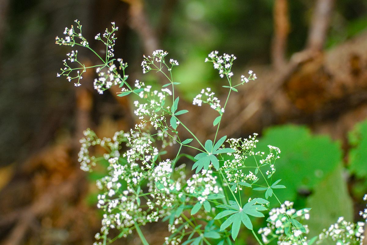 Galium sylvaticum