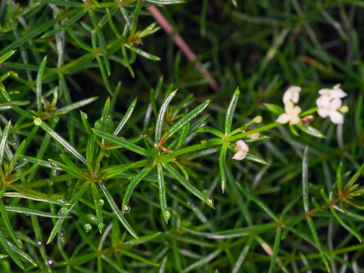 Galium truniacum