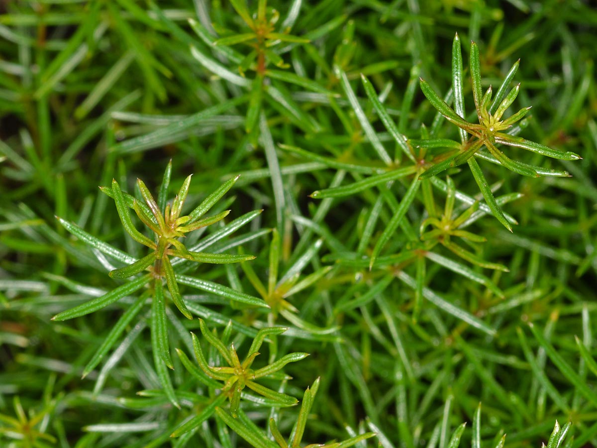 Galium truniacum