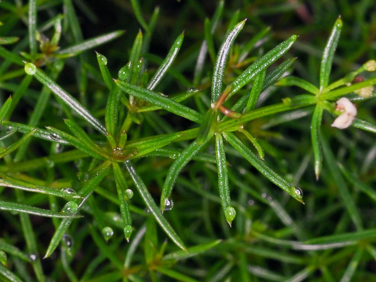 Galium truniacum