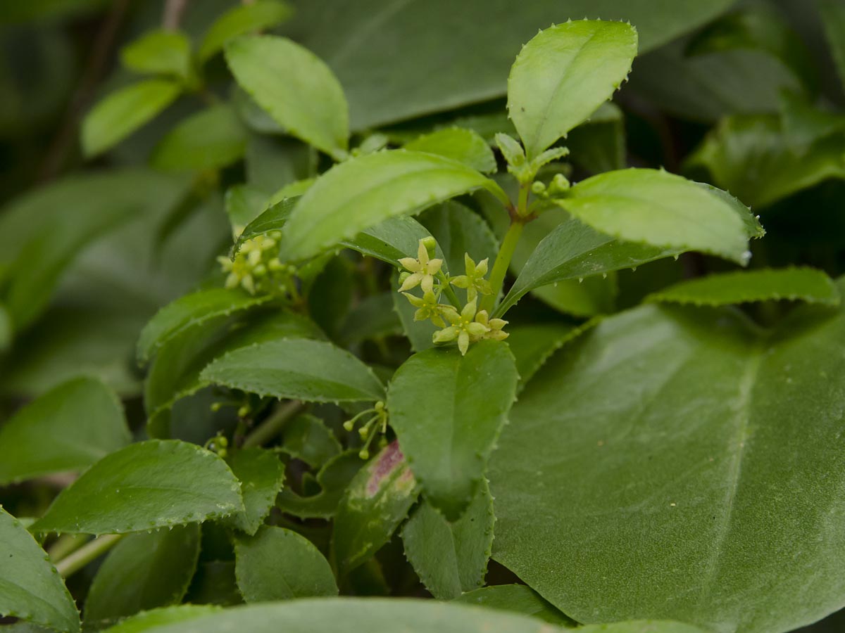 Rubia fruticosa