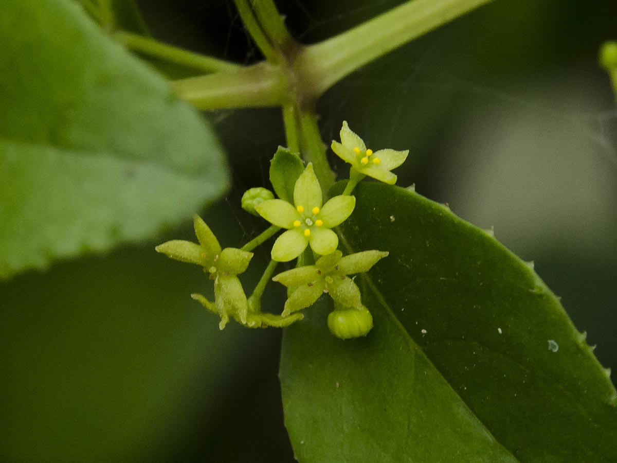 Rubia fruticosa