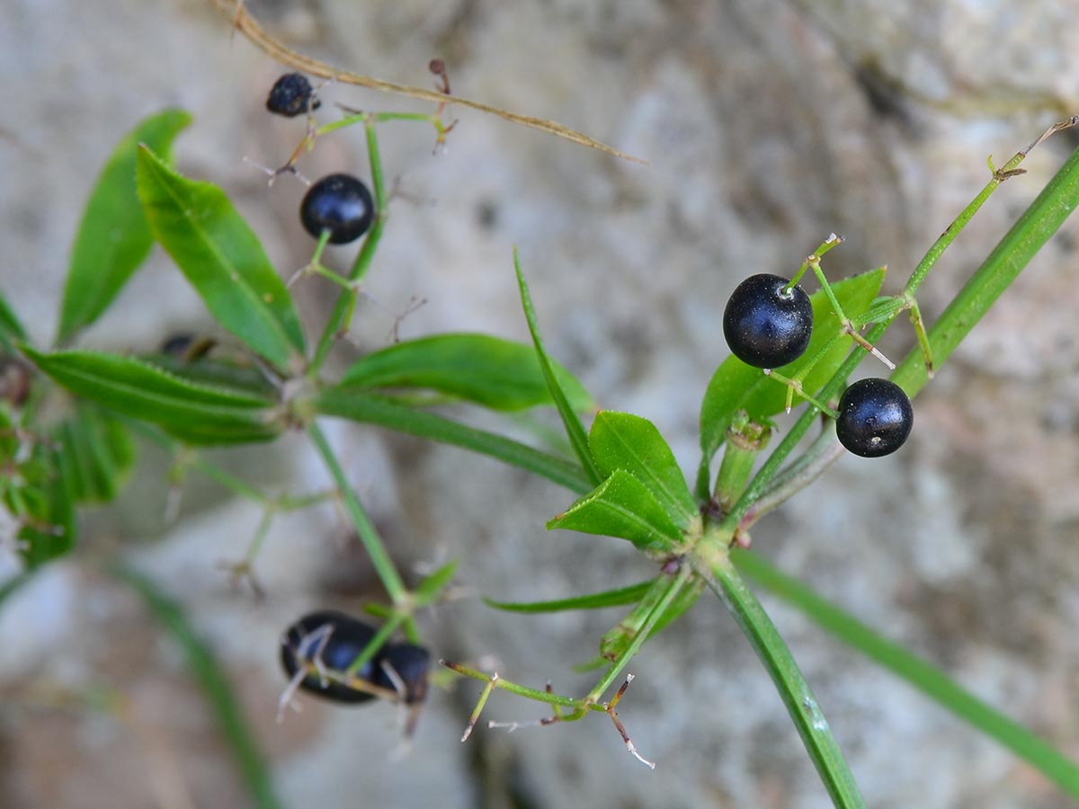 Rubia peregrina