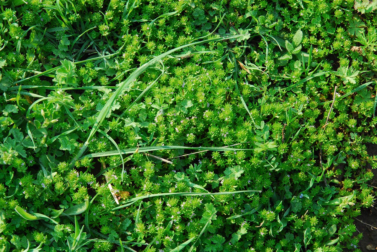 Sherardia arvensis