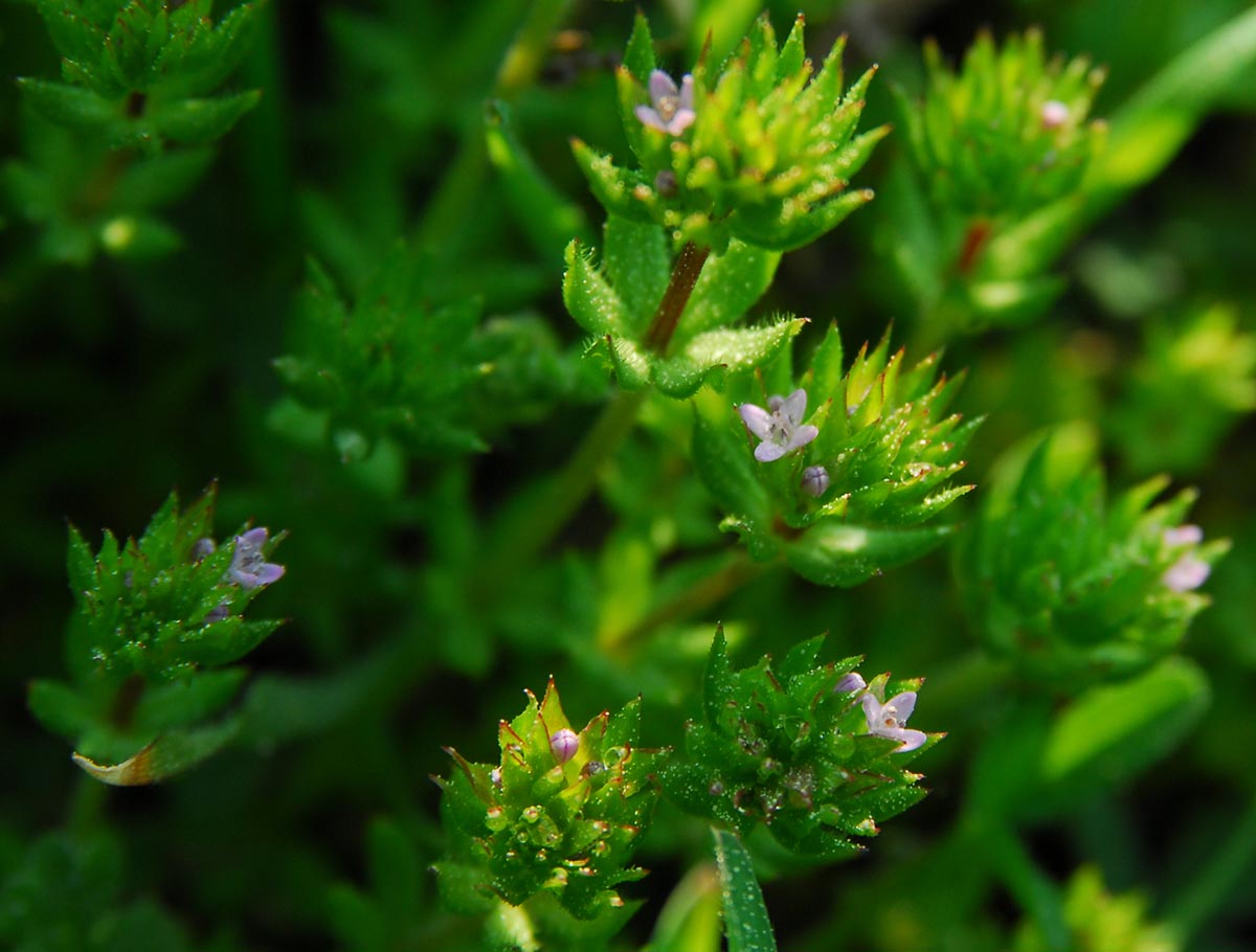 Sherardia arvensis