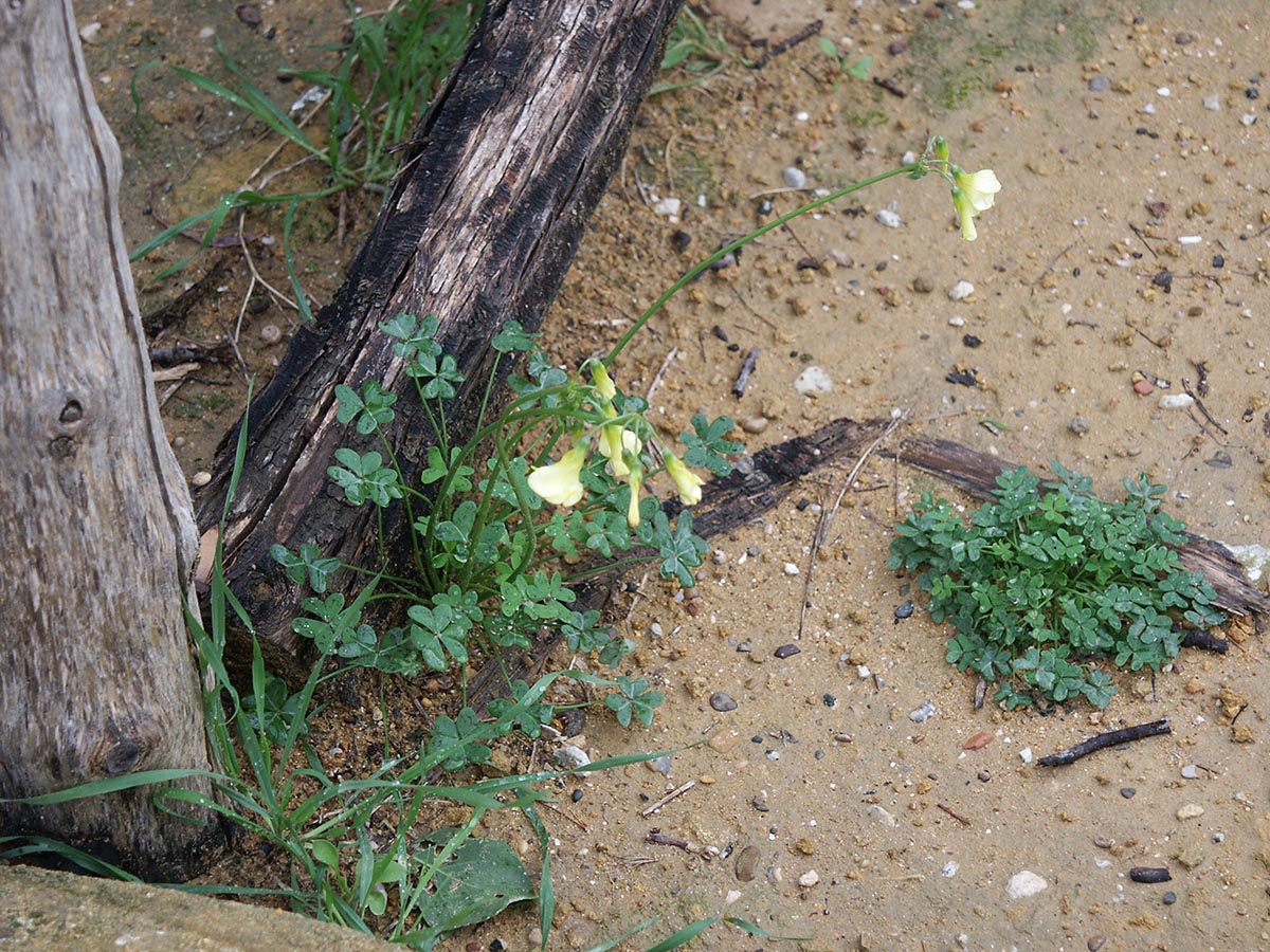 Oxalis pes-caprae