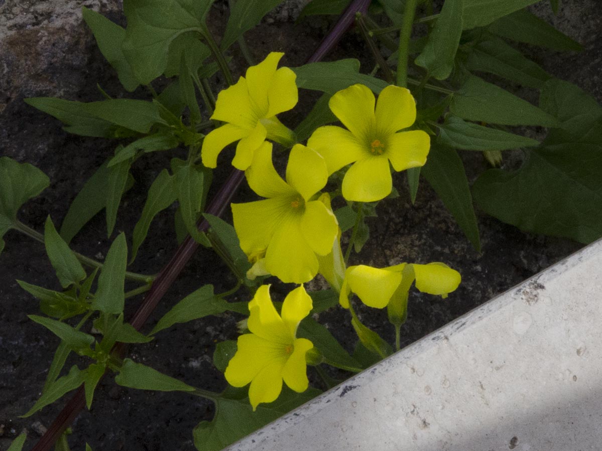 Oxalis pes-caprae