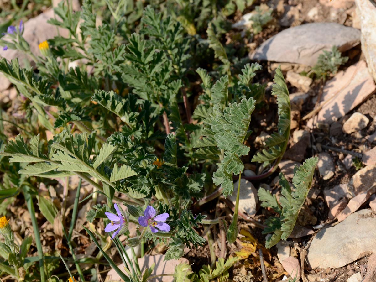 Erodium ciconium