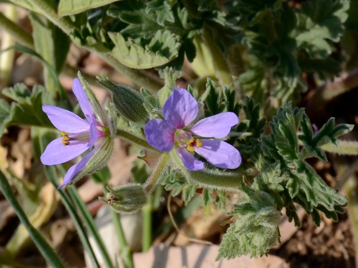 Erodium ciconium