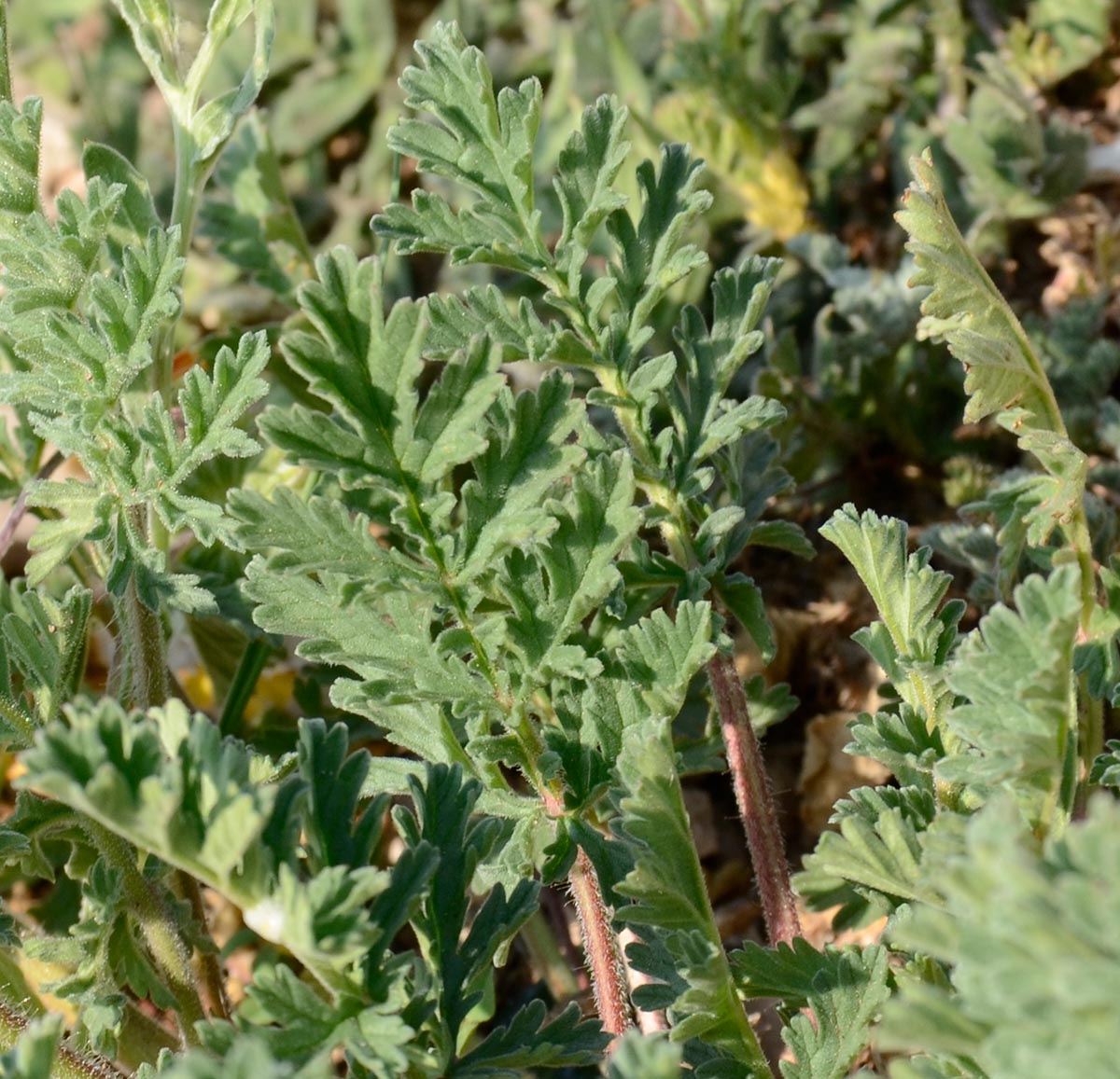 Erodium ciconium