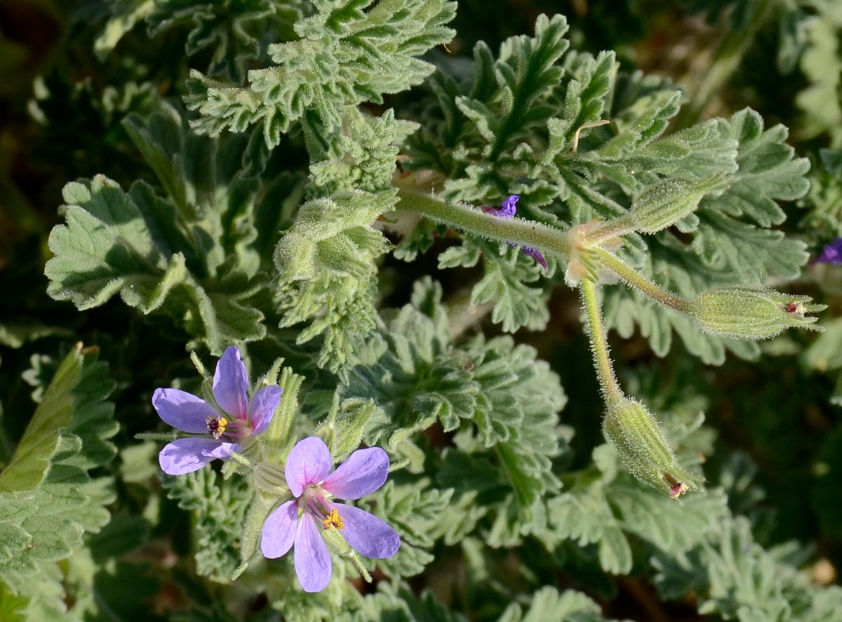 Erodium ciconium