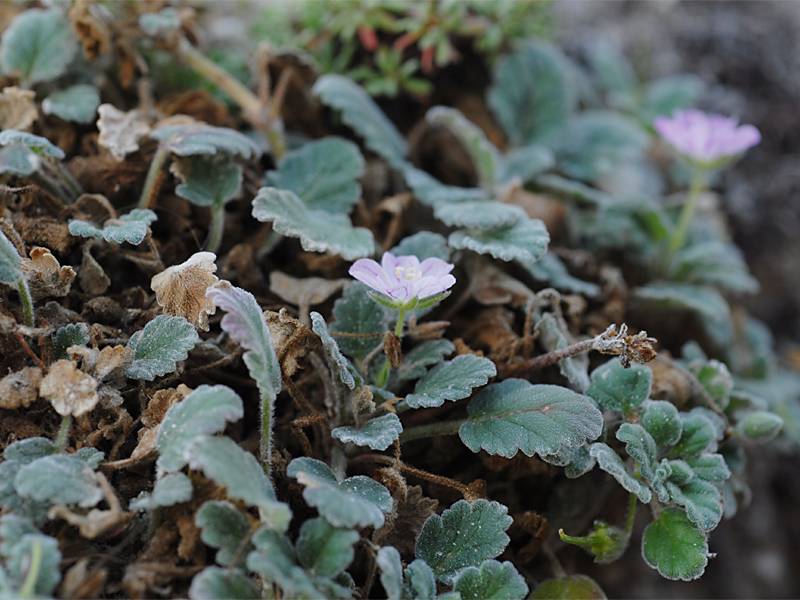 Erodium corsicum