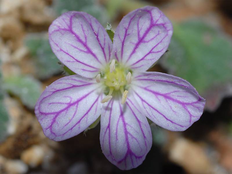 Erodium corsicum