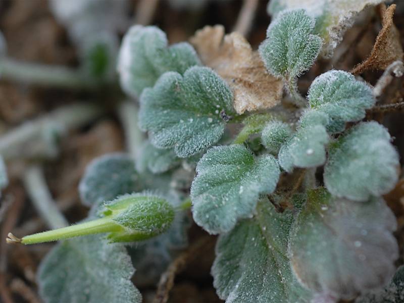 Erodium corsicum