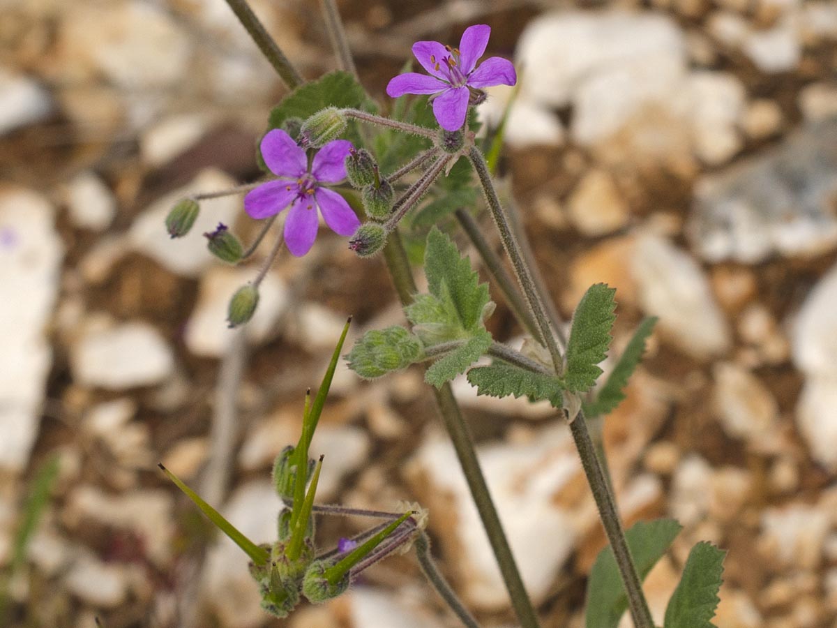 Erodium malacoides