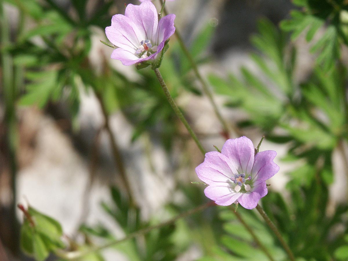 Geranium columbinum