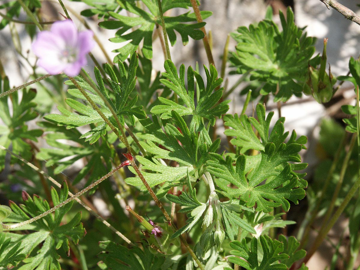 Geranium columbinum